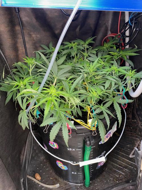 Diesel lover. Week 9
