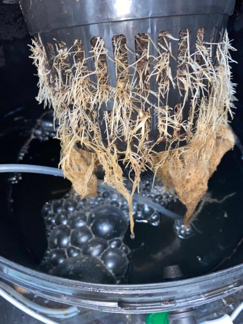 Diesel lover. Week 9