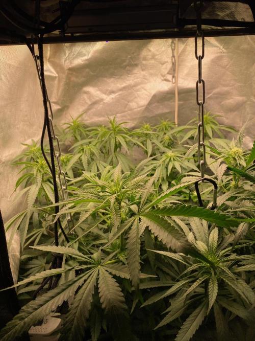 Diesel lover. Week 10