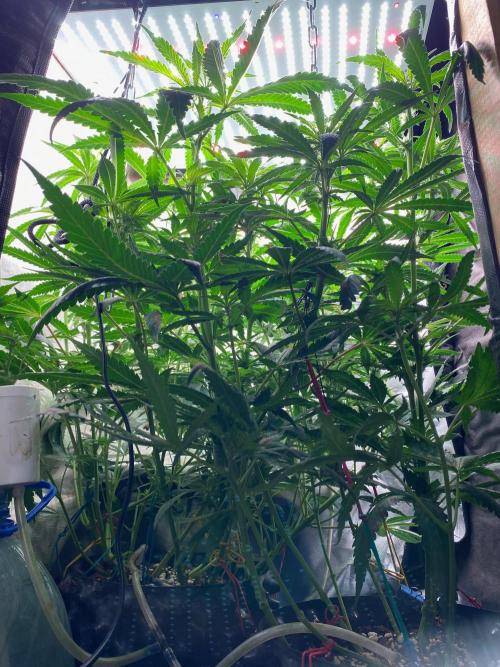 Diesel lover. Week 10