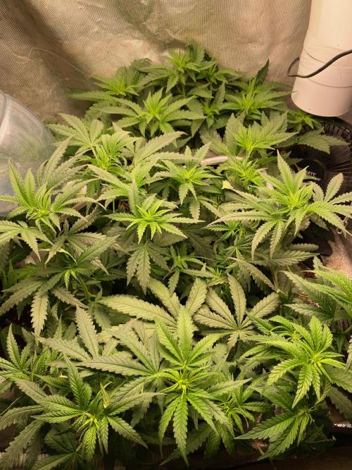 Diesel lover. Week 10