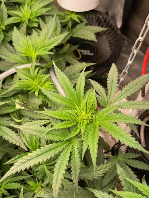 Diesel lover. Week 10