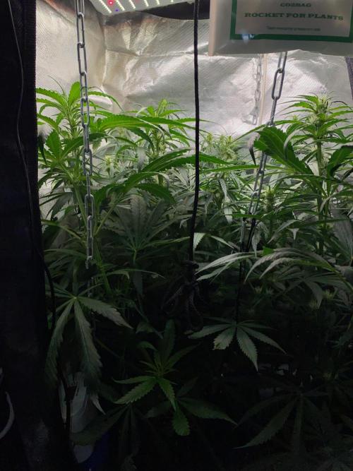 Diesel lover. Week 11 - D69-1