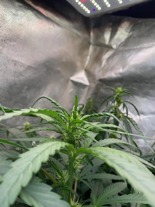 Diesel lover. Week 11 - D69-2