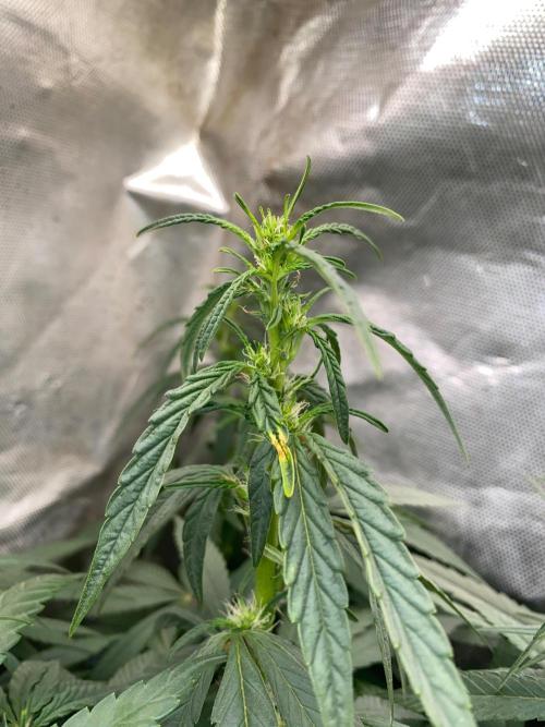 Diesel lover. Week 11 - D69-3