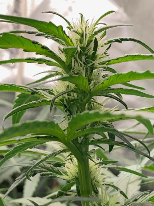 Diesel lover. Week 11 - D69-4