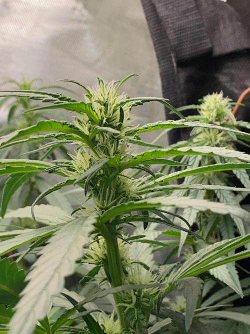 Diesel lover. Week 11 - D69-5