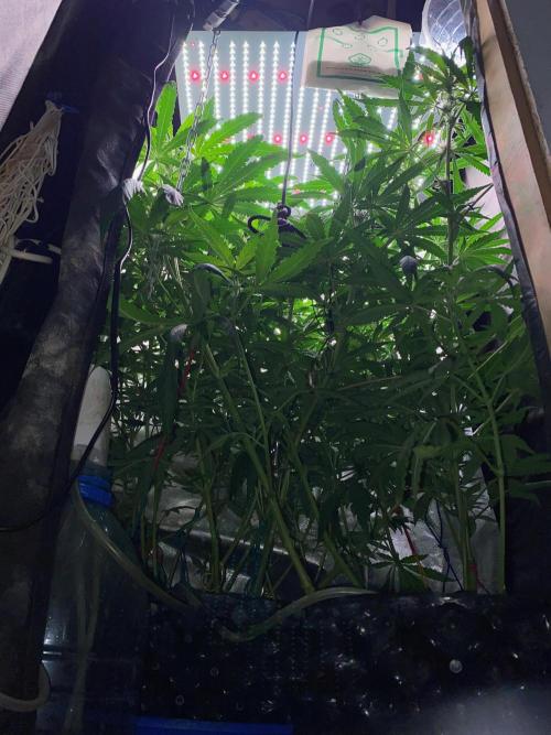 Diesel lover. Week 11 - D69-6