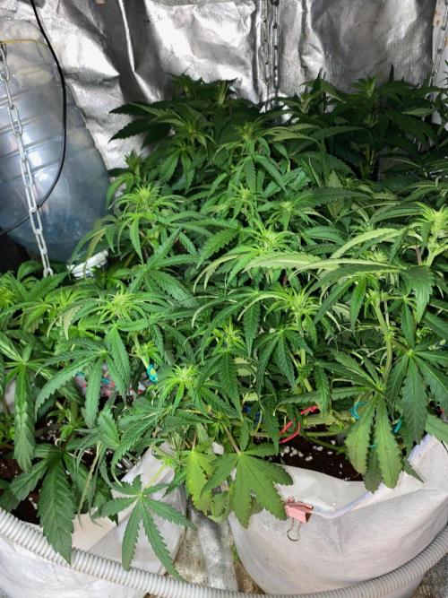 Diesel lover. Week 11 - D69-7