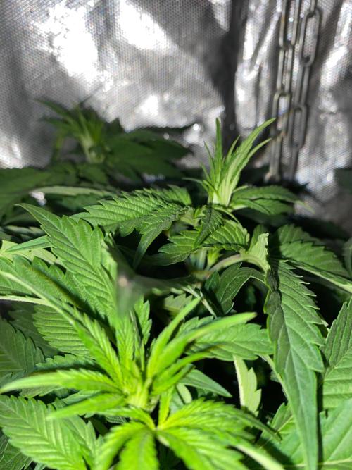 Diesel lover. Week 11 - D69-8