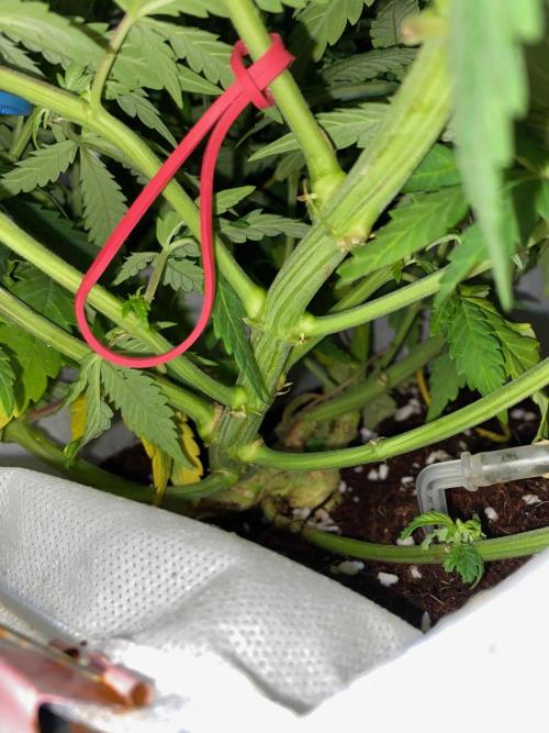 Diesel lover. Week 11 - D69-9