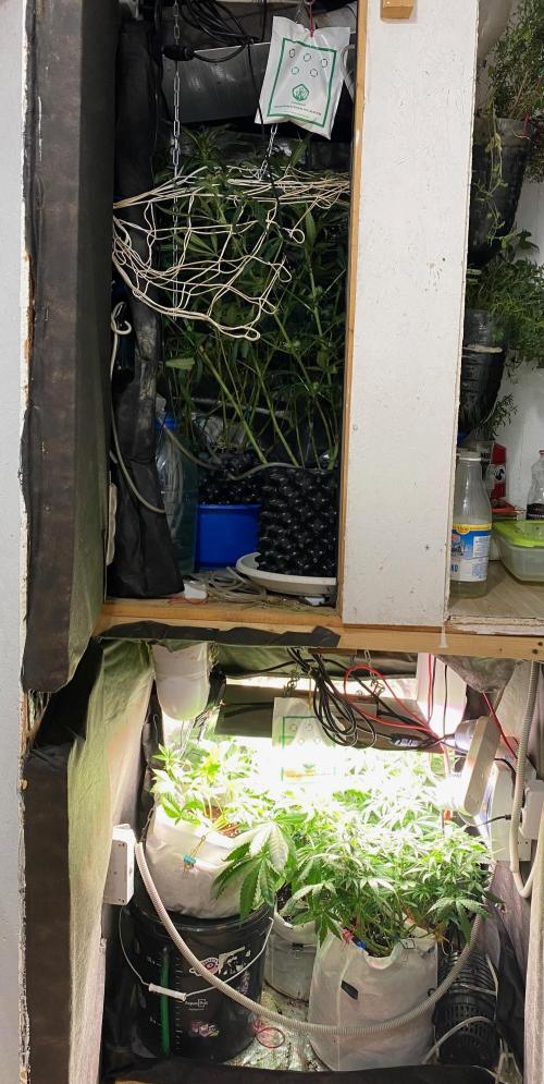 Diesel lover. Week 11 - D74-1