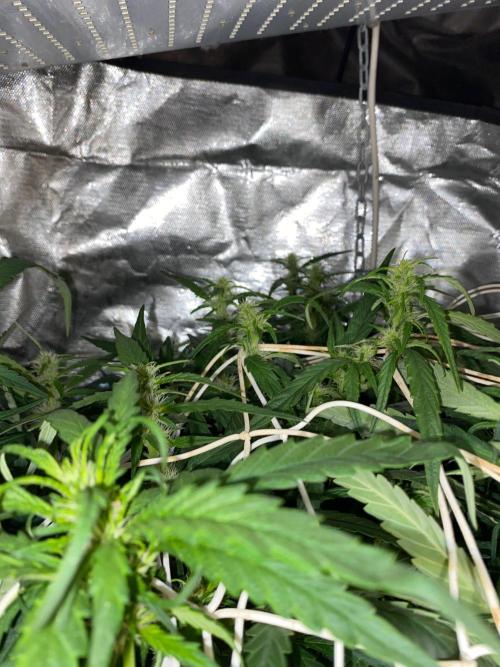 Diesel lover. Week 11 - D74-2