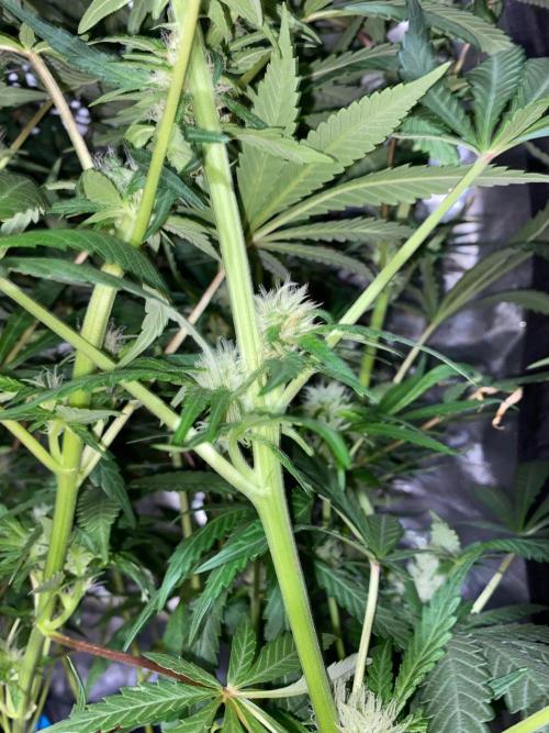 Diesel lover. Week 11 - D74-3