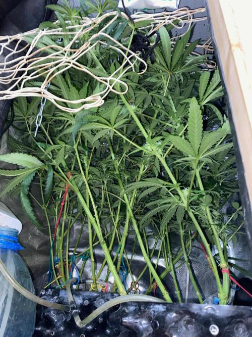 Diesel lover. Week 11 - D74-4