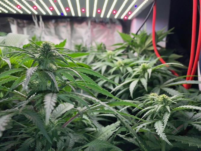 Diesel lover. Week 11 - D74-5