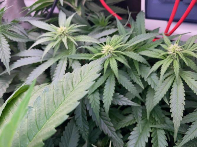 Diesel lover. Week 11 - D74-6