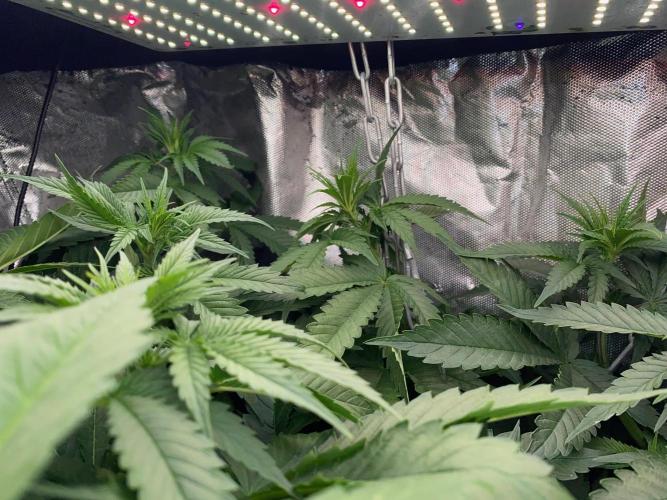 Diesel lover. Week 11 - D74-7