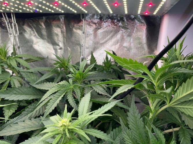 Diesel lover. Week 11 - D74-8