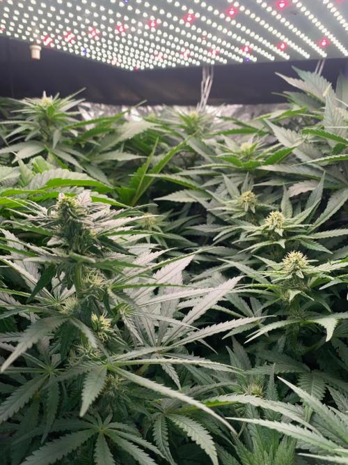 Diesel lover. Week 12