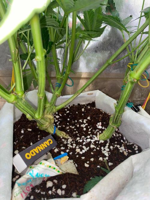 Diesel lover. Week 12