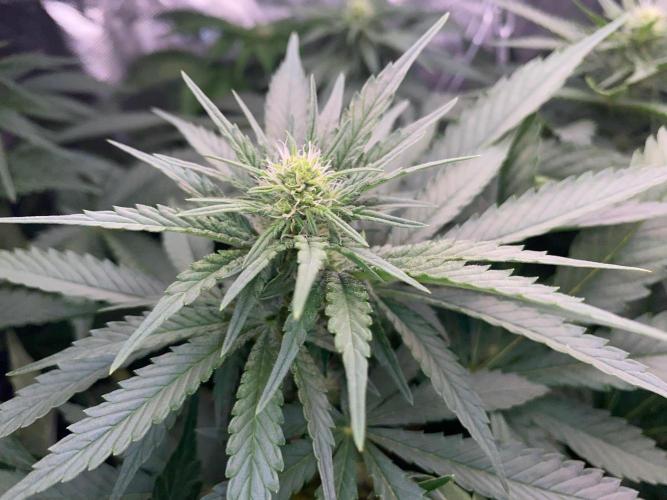 Diesel lover. Week 12