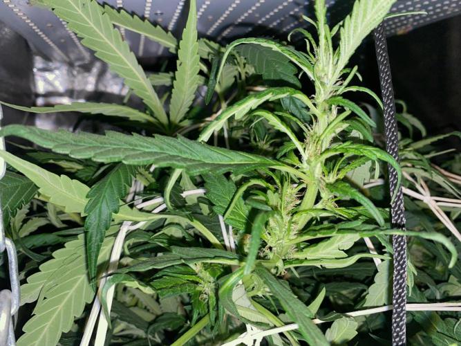 Diesel lover. Week 12