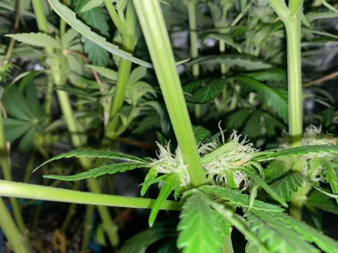 Diesel lover. Week 12