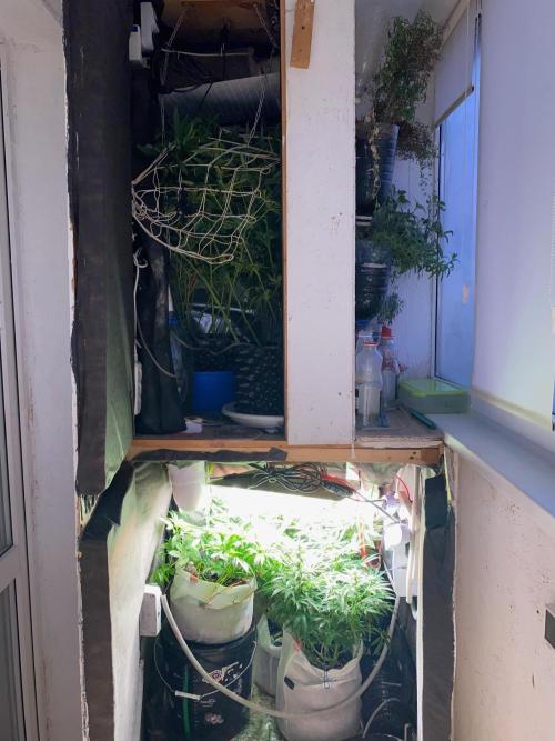 Diesel lover. Week 12