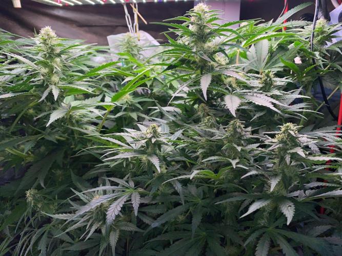 Diesel lover. Week 13