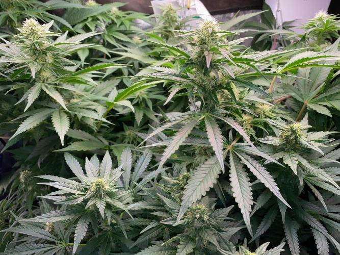 Diesel lover. Week 13