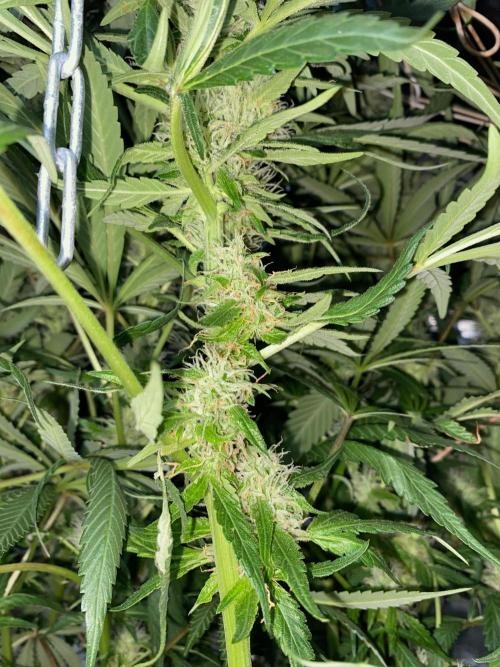 Diesel lover. Week 13