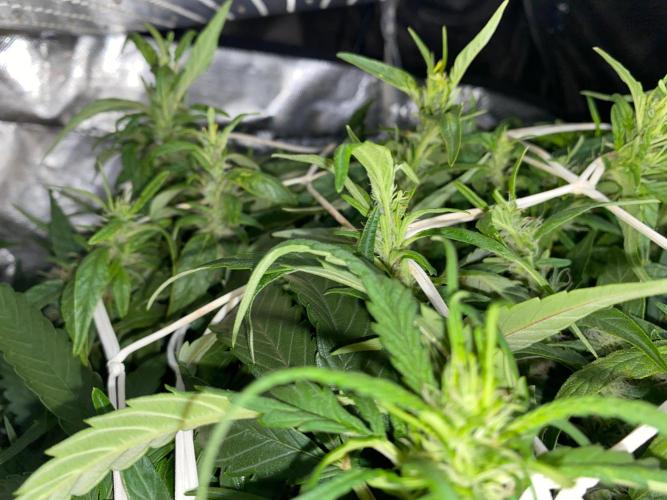 Diesel lover. Week 13