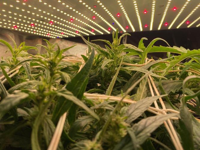 Diesel lover. Week 13