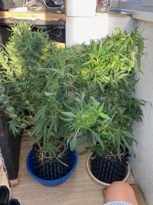 Diesel lover. Week 14