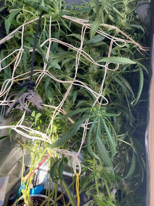 Diesel lover. Week 14