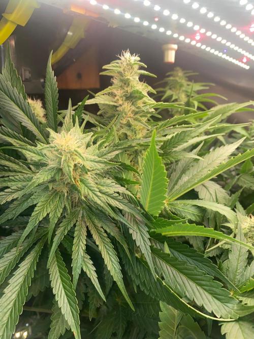 Diesel lover. Week 14