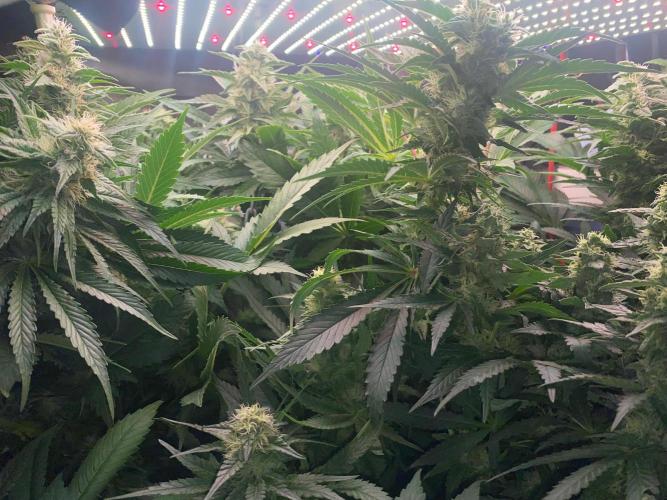 Diesel lover. Week 14