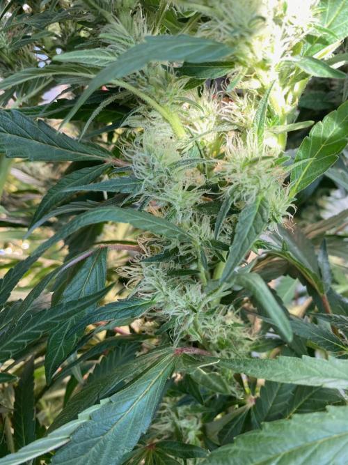 Diesel lover. Week 14