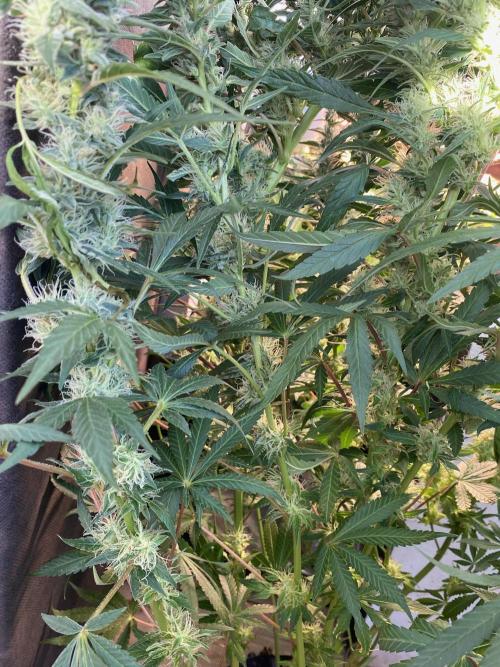 Diesel lover. Week 14