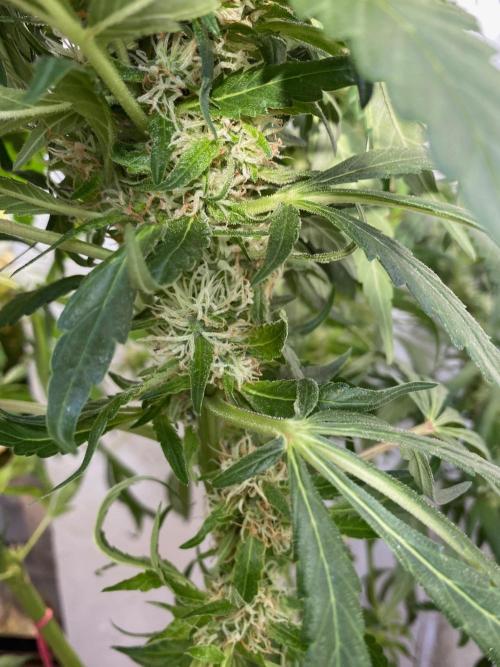 Diesel lover. Week 14