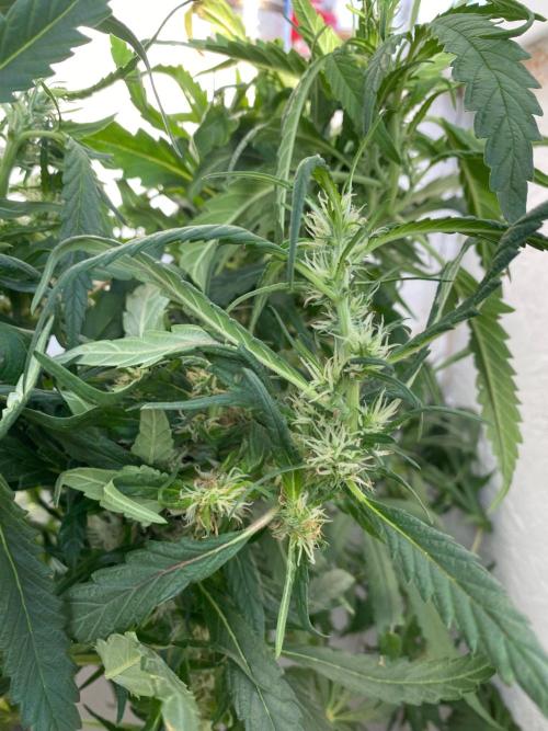 Diesel lover. Week 14