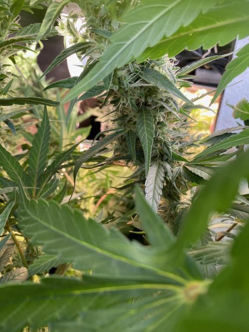 Diesel lover. Week 14