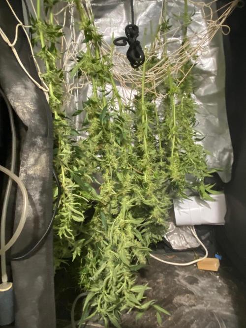 Diesel lover. Week 14