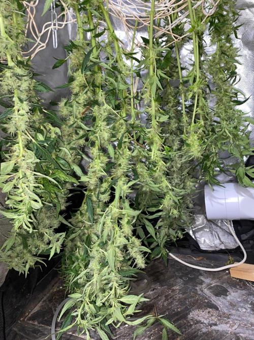 Diesel lover. Week 14