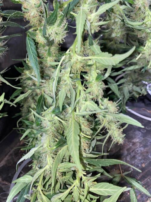 Diesel lover. Week 14