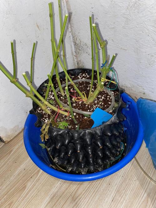 Diesel lover. Week 14