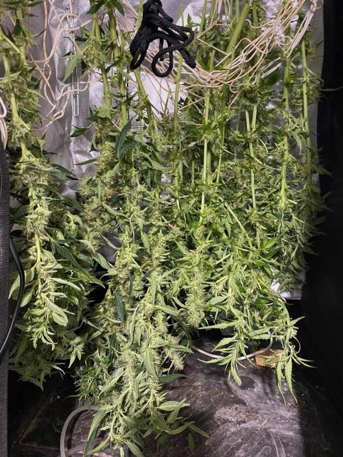 Diesel lover. Week 14