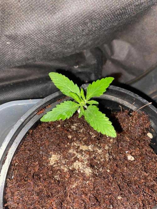 Durban Poizon Indoor. Week 2