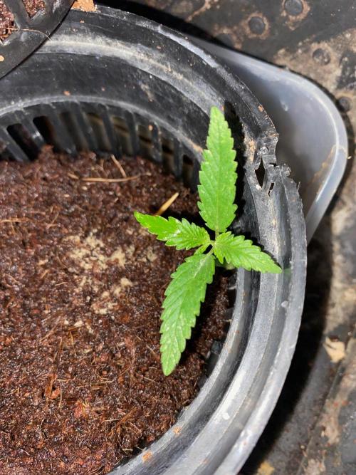 Durban Poizon Indoor. Week 2